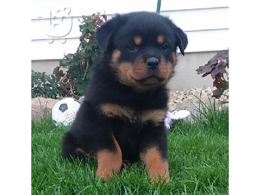 PoulaTo: Γλυκό και παιχνιδιάρικο Rottweiler για υιοθεσία