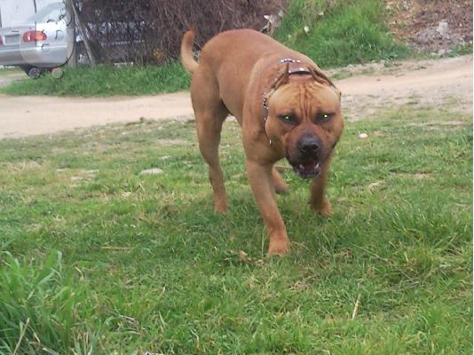 pitbull
