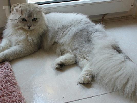 Πολύ σπάνιο αρσενικό Scottish Fold
