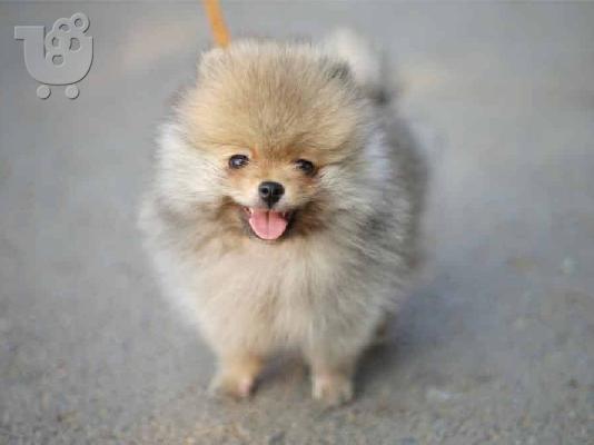 PoulaTo: Pomeranian mini