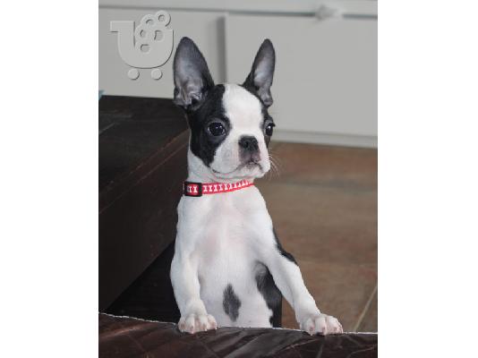Πώληση κουτάβια Boston Terrier