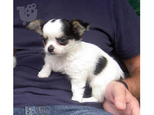 Πωλουνται Chihuahua κουταβακια