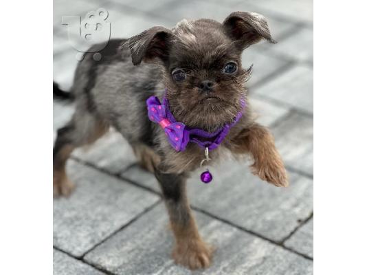 Brussels Griffon αρσενικά κουτάβια προς πώληση