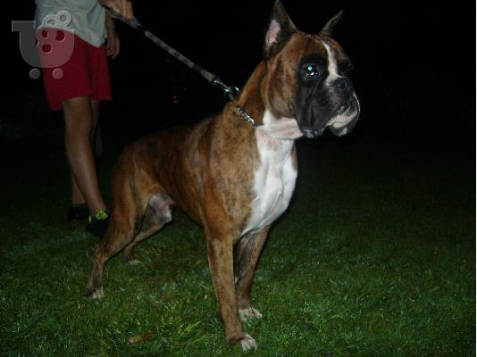 PoulaTo: boxer