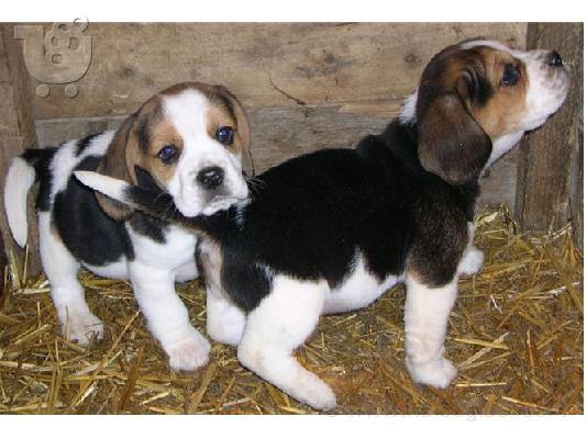 PoulaTo: Beagle