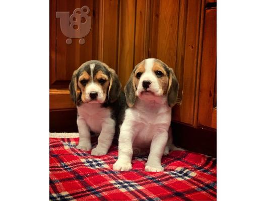 PoulaTo: Εδώ παρουσιάζουμε τα υπέροχα κουτάβια Beagle που είναι