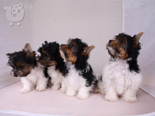 PoulaTo: Yorkshire Terrier σκυλιά και κουτάβια προς πώληση