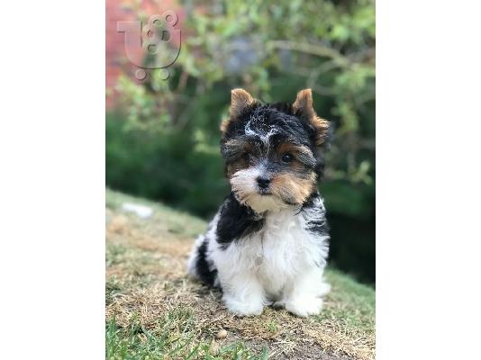 Yorkshire Terrier σκυλιά και κουτάβια προς πώληση