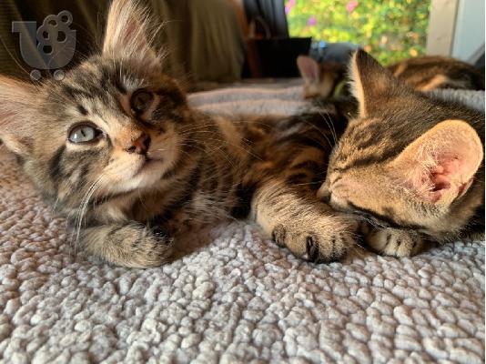 Bengal kitten for adoption and rehoming