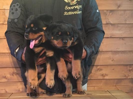 Όμορφα υγιή κουτάβια ROTTWEILER