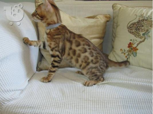 υπέροχα γατάκια BENGAl