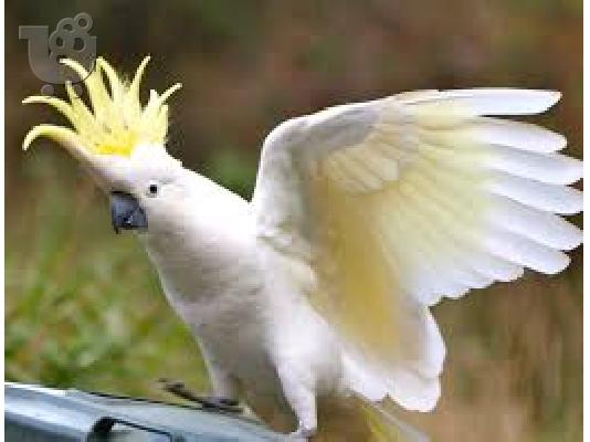 PoulaTo: μιλάμε cockatoo παπαγάλος για € 200
