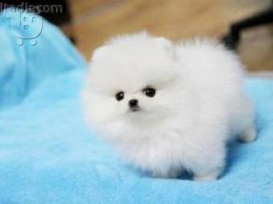 PoulaTo: Pomeranian.
