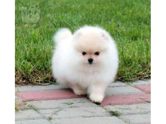 PoulaTo: Δύο φοβερά κουτάβια Pomeranian