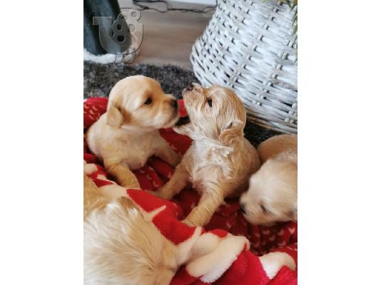 PoulaTo: Τα κουτάβια Maltipoo έτοιμα 4 για ένα νέο σπίτι