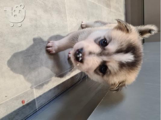 Διατίθενται όμορφα κουτάβια Pomsky.