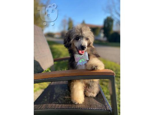 Αρσενικό κουτάβι Chinese Crested
