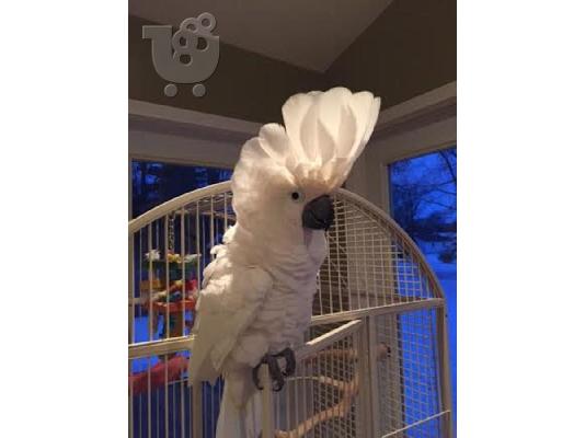 PoulaTo: Umbrella Cockatoo ε