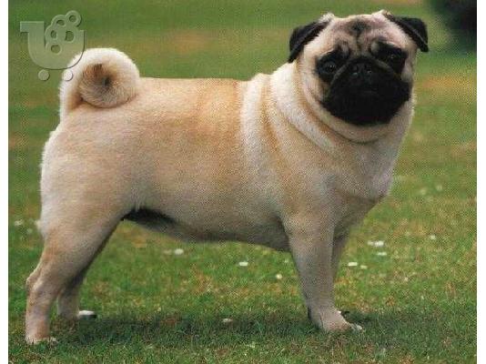 Ζητώ pug