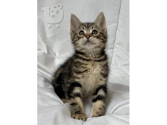 PoulaTo: Lijepa maine Coon mačkica kontaktirajte me putem (whatsapp 32460219218) ili (viber 237679571657)