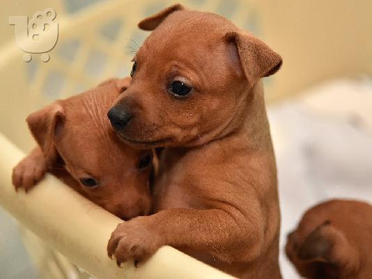 PoulaTo: Pinscher toy