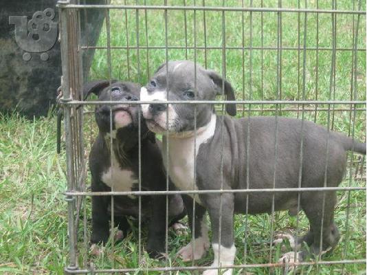 PoulaTo: Αρσενικό και θηλυκό κουτάβι Pitbull