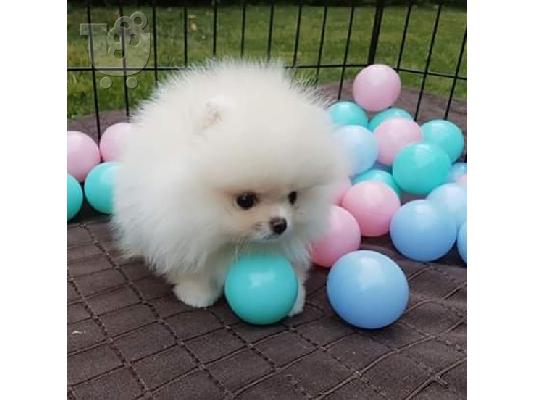 Εκπαιδευμένα κουτάβια Pomeranian
