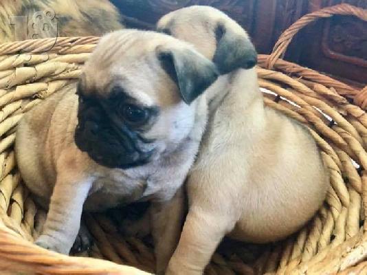 PoulaTo: πώληση Πυγς -pug
