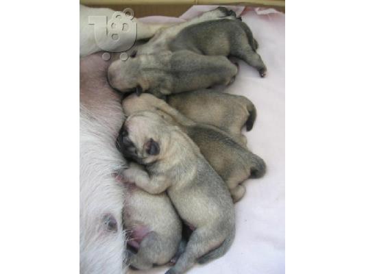 PoulaTo: PUG
