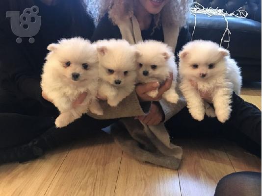 PoulaTo: **Υπέροχα κουτάβια Pomeranian φλιτζάνι τσαγιού διαθέσιμα..**