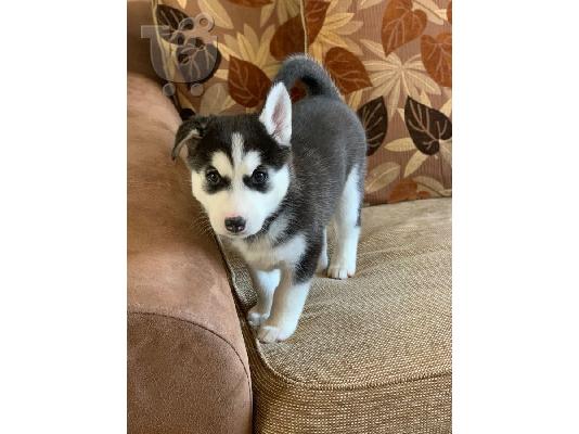 PoulaTo: Σιβηρίας Husky κουτάβια