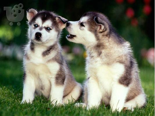 Husky καθαροαιμα και υιγιεστατα κουταβια στις καλυτερες τιμες 6979314054...