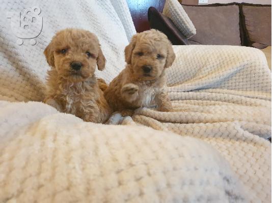 Βερίκοκο poodle κουτάβια