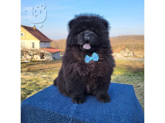 Πουλάκια Chow Chow