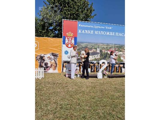 Πωλείται κουτάβι Bichon Frise