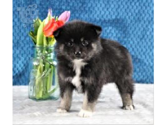 PoulaTo: Pomsky κουτάβια διαθέσιμα