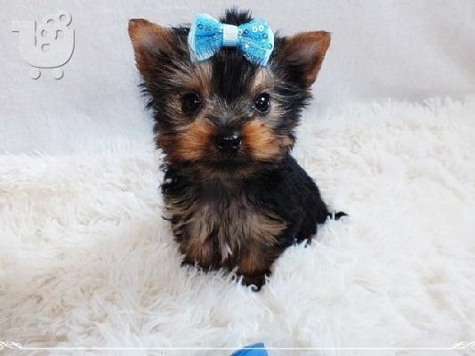PoulaTo: Μεράκι Teacup Αρσενικό και θηλυκό Yorkie puppis προς πώληση