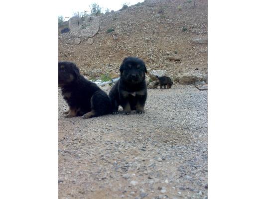 κουταβακια ποιμενικου γερμανικου σουπερ προσφορα 150 ευρο...