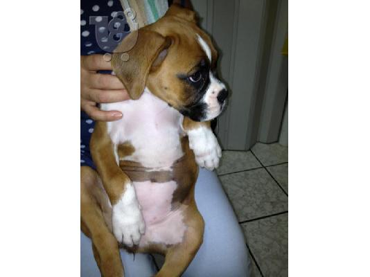 boxer