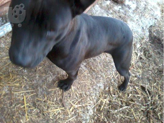 xarizetai pitbull terrier