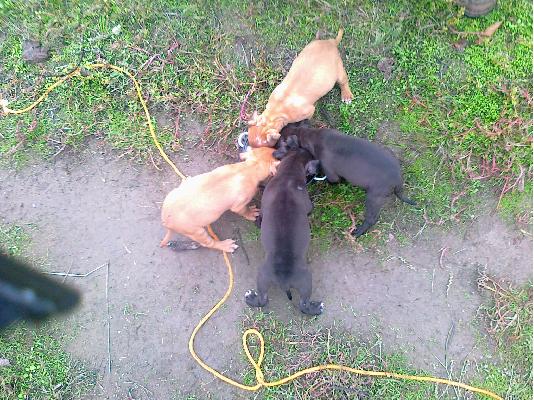 PoulaTo: ΑΜΕΡΙΚΑΝΙΚA PITBULL RED NOSE Πίτμπουλ