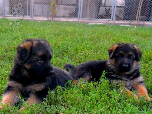 PoulaTo: GERMAN SHEPHERD