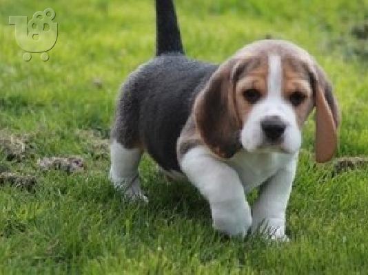 PoulaTo: κουτάβια beagle