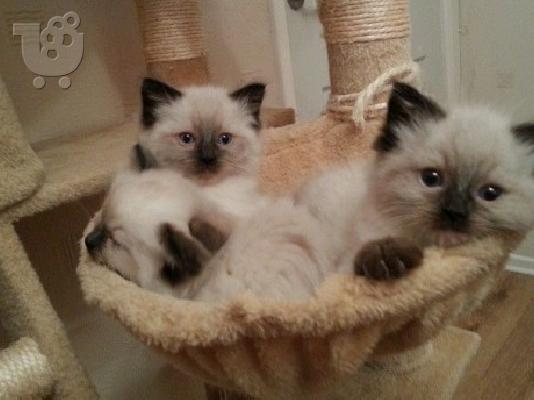 PoulaTo: 3 όμορφα γενεαλογία Ragdoll γατάκια