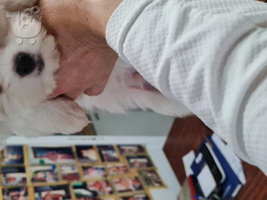 Maltese mini