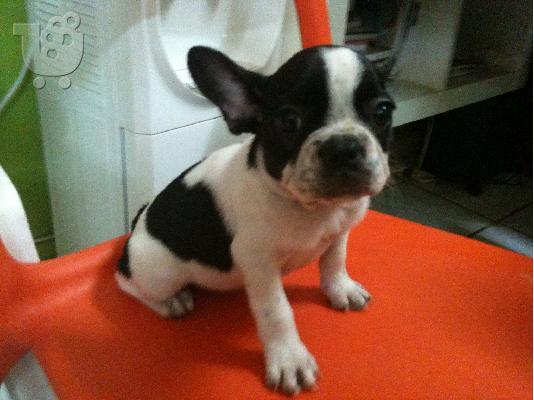 FRENCH BULLDOG- ΓΑΛΛΙΚΟ ΜΠΟΥΛΝΤΟΓΚ Μπουλντόγκ