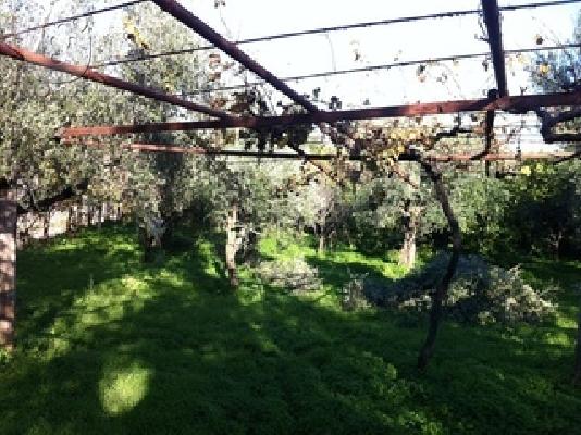 ΟΙΚΟΠΕΔΟ 13000ΤΜ