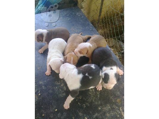 PoulaTo: πωλουνται κουταβια pitbull