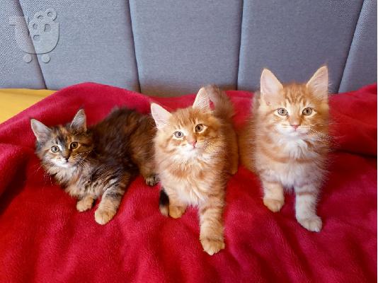 Όμορφα cross-γατάκια maincoon προς πώληση ψάχνοντας για