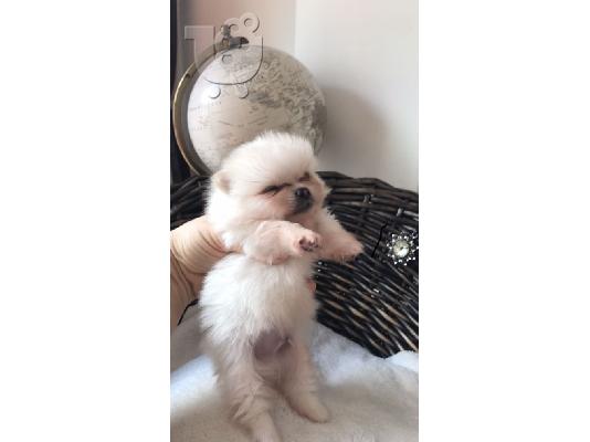 Πωλούνται σκυλιά και κουτάβια Pomeranian